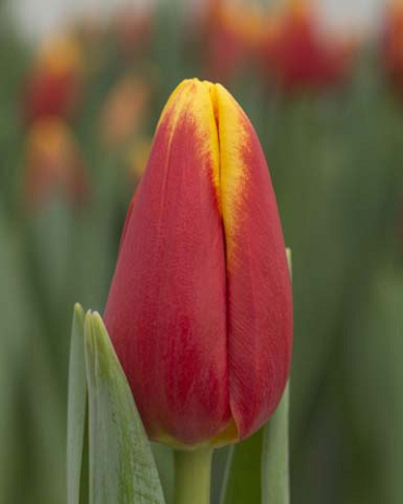 X 100 TULIPA DENMARK 12/+