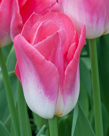 X 100 TULIPA DYNASTY 11/12