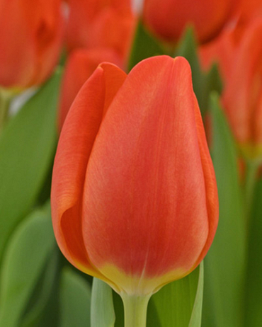 X 100 TULIPA ORANGE SHERPA 12/+