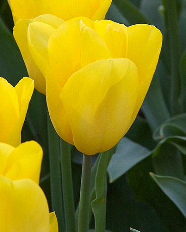 X 100 TULIPA STRONG GOLD 11/12