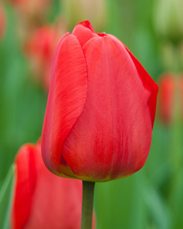 X 100 TULIPA APELDOORN 11/12