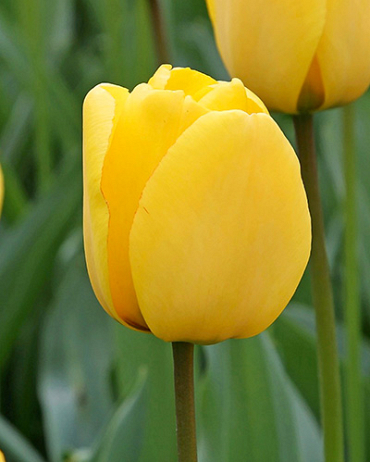 X 100 TULIPA GOLDEN OXFORD 12/+