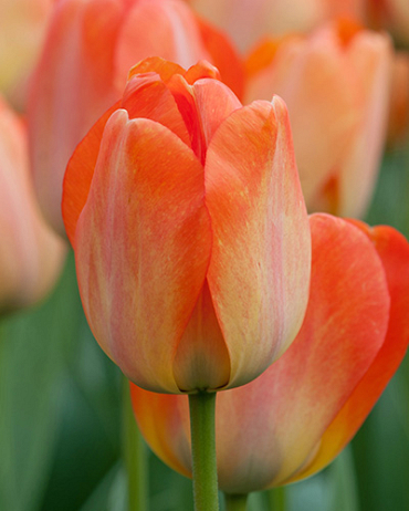 X 100 TULIPA DAYDREAM 11/12