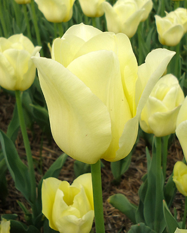 X 100 TULIPA WORLD FRIENDSHIP 11/12