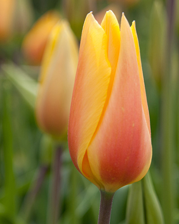 X 100 TULIPA BLUSHING LADY 12/+