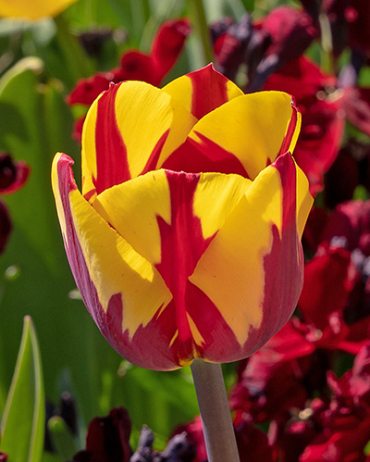 X 100 TULIPA HELMAR 11/12