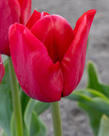 X 100 TULIPA ILE DE FRANCE 11/12