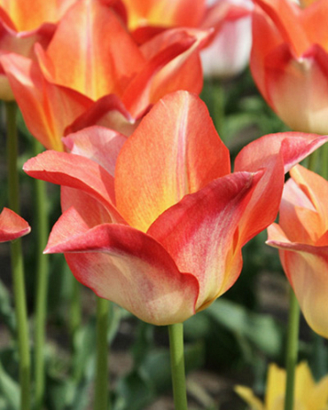 X 100 TULIPA MOONBLUSH 12/+