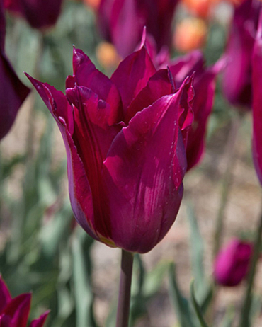 X 100 TULIPA PURPLE HEART 11/12