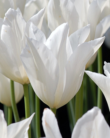 X 100 TULIPA WHITE TRIUMPHATOR 11/12