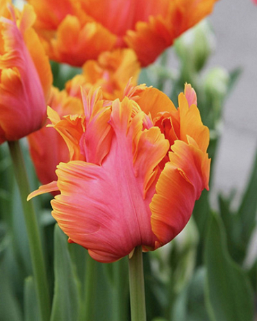 X 100 TULIPA AMAZING PARROT 12/+