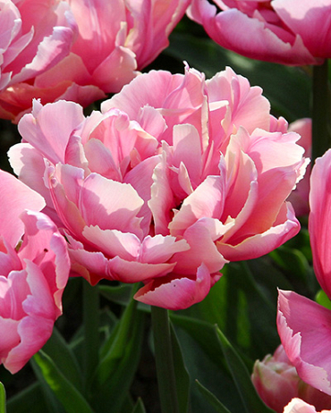 X 100 TULIPA PINK STAR 11/12