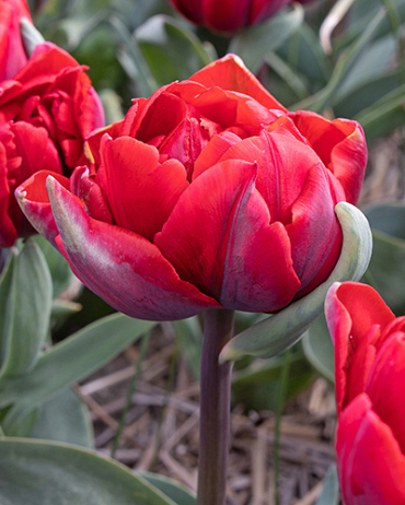 X 100 TULIPA RED PRINCESS 11/12