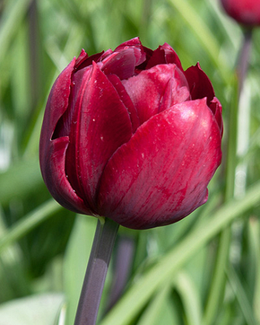 X 100 TULIPA UNCLE TOM 11/12