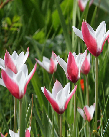 X 100 TULIPA CLUSIANA PEPPERMINTSTICK 6/+