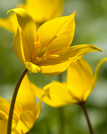 X 100 TULIPA SYLVESTRIS 6/+