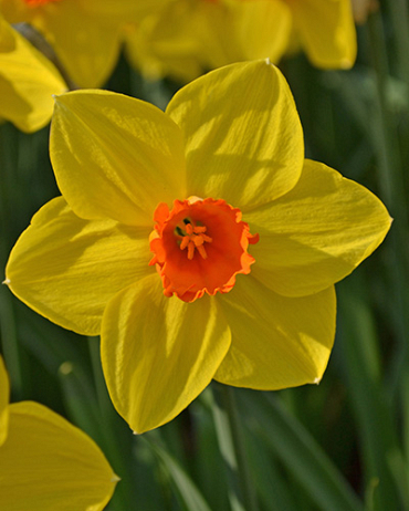 X 100 NARCISSUS BRACKENHURST 12/14