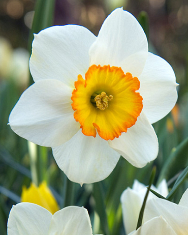 X 100 NARCISSUS FLOWER RECORD 12/14