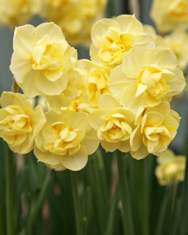 X 100 NARCISSUS YELLOW CHEERFULNESS 12/14