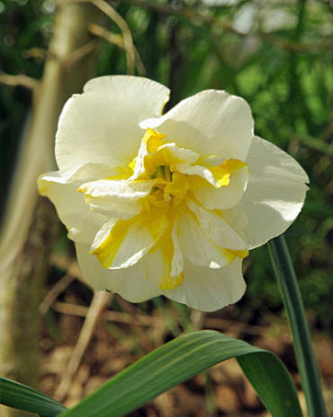 X 100 NARCISSUS LEMON BEAUTY 12/14