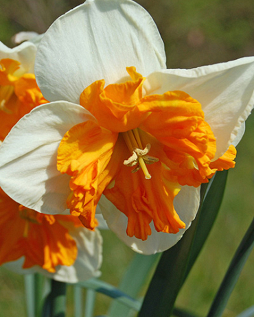 X 100 NARCISSUS ORANGERY 14/16