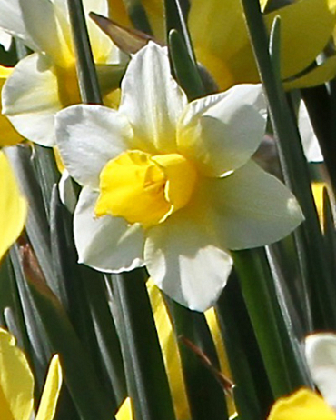 X 100 NARCISSUS GOLDEN ECHO 12/14