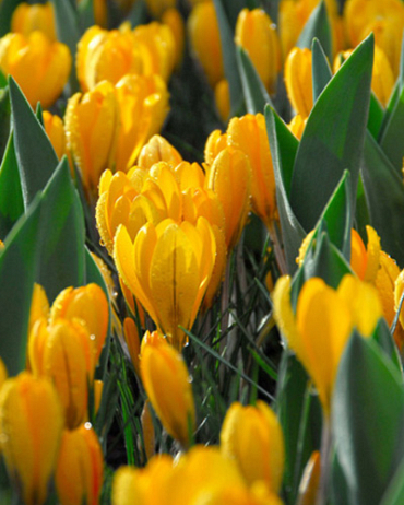 X 100 CROCUS GOLDEN YELLOW 8/9