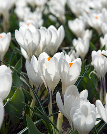 X 100 CROCUS JEANNE DARC 8/9