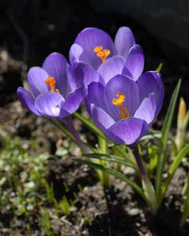 X 100 CROCUS SPECIE TOMMASINIANUS 5/+