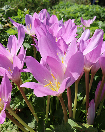 X   10 COLCHICUM AUTUMNALE 13/+