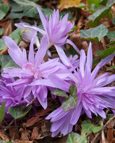 X   10 COLCHICUM WATERLILY 16/+