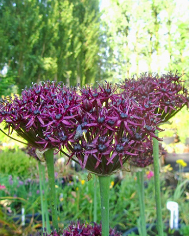 X 100 ALLIUM ATROPURPUREUM 10/+