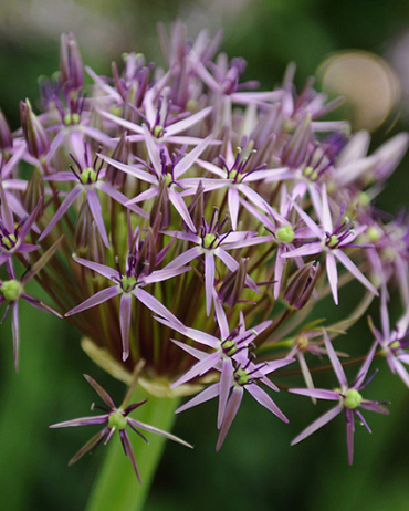 X 100 ALLIUM CHRISTOPHII 14/+