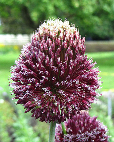 X   25 ALLIUM FORELOCK 14/+