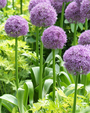 X   25 ALLIUM HIS EXCELLENCY 18/20