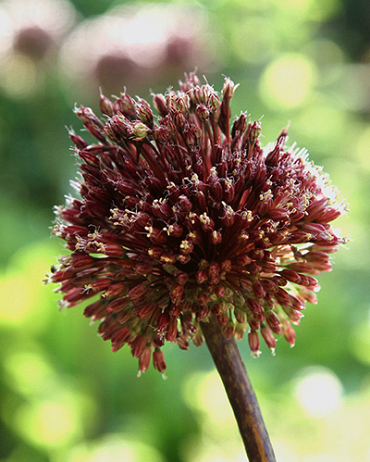 X   25 ALLIUM RED MOHICAN 10/+