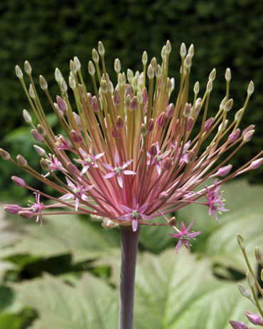 X   25 ALLIUM SCHUBERTII 12/14