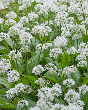 X 100 ALLIUM URSINUM I
