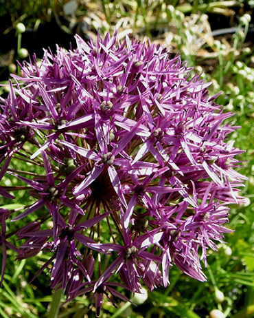 X 100 ALLIUM VIOLET BEAUTY 12/+