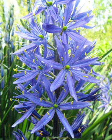 X 100 CAMASSIA LEICHTLINII CAERULEA 14/+