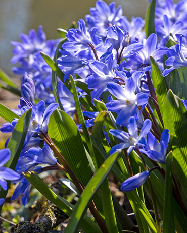 X 250 CHIONODOXA FORBESII BLUE GIANT 5/+