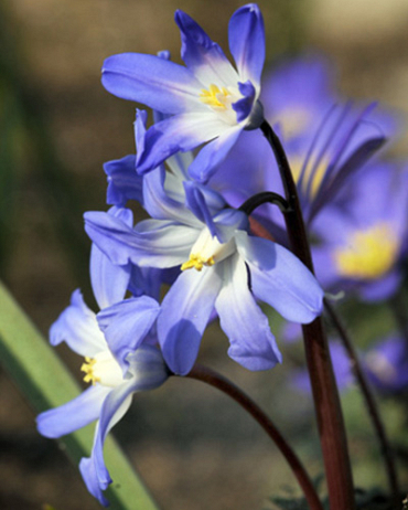 X 100 CHIONODOXA LUCILIAE 5/+