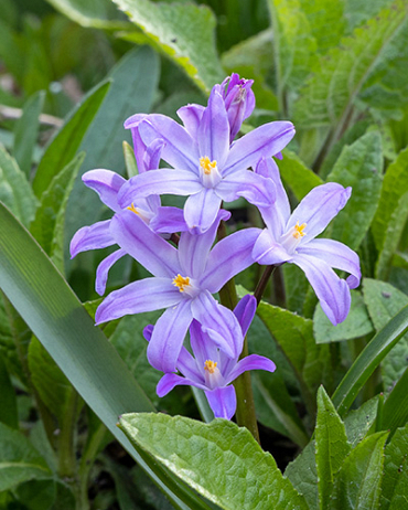 X 100 CHIONODOXA VIOLET BEAUTY 5/+