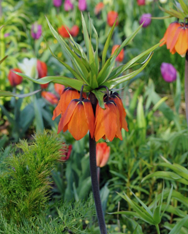 X   25 FRITILLARIA IMP. AURORA 24/+