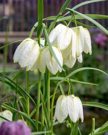 X 100 FRITILLARIA MELEAGRIS ALBA 5/+