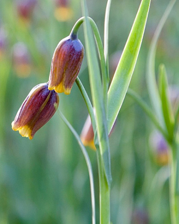 X 100 FRITILLARIA SPECIES UVA-VULPIS  6/7