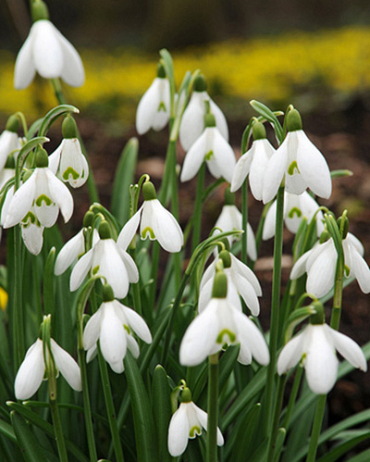 X 100 GALANTHUS ELWESII 6/7