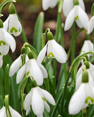 X 100 GALANTHUS NIVALIS 5/6