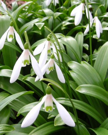 X 100 GALANTHUS WORONOWII 6/7