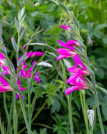 X 100 GLADIOLUS BYZANTINUS 6/+